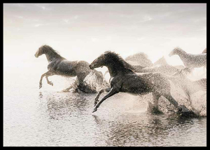 Wild Horses Running-2