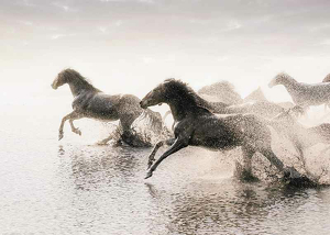 Wild Horses Running-3