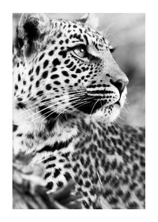Poster Leopard B&W