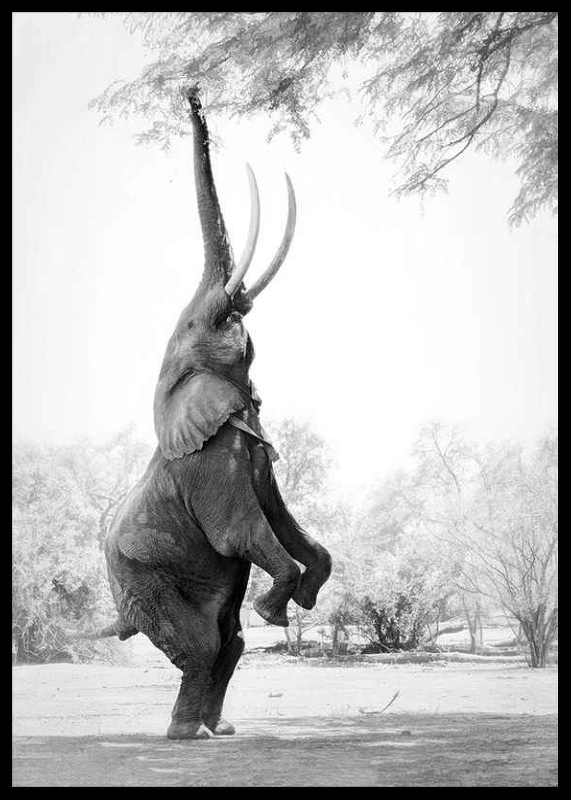 Standing Tall Elephant-2