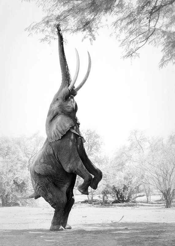 Standing Tall Elephant-3