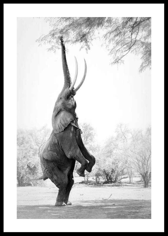Standing Tall Elephant-0