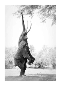 Standing Tall Elephant-1