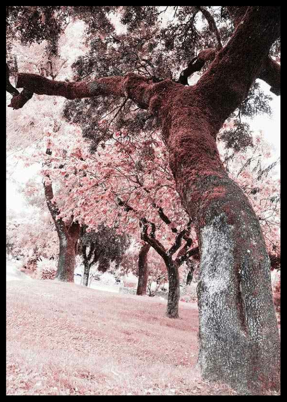 Pink Trees No2-2