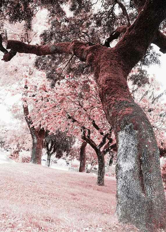 Pink Trees No2-3