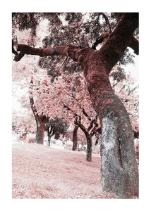 Pink Trees No2-1