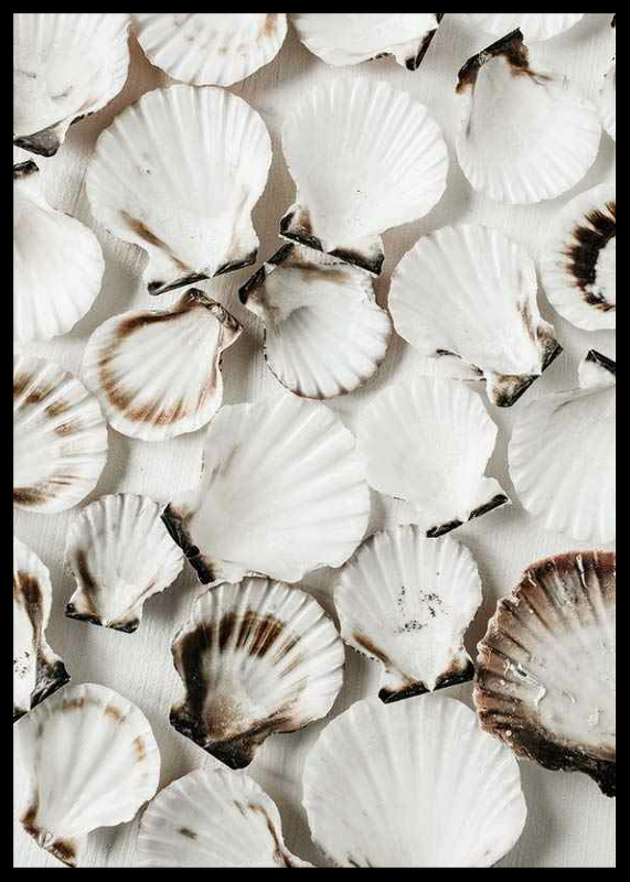 Sea Shells-2