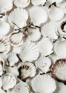 Sea Shells-3