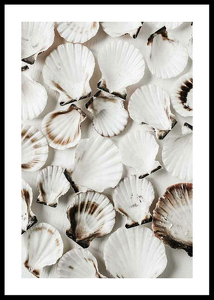 Sea Shells-0