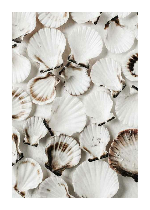Sea Shells-1