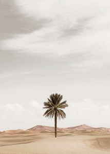 Palm Tree In Desert-3