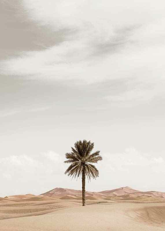 Palm Tree In Desert-3