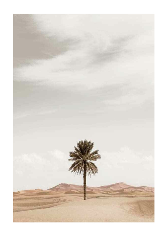 Palm Tree In Desert-1