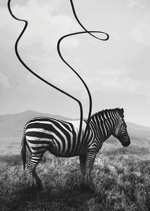 Abstract Zebra-3