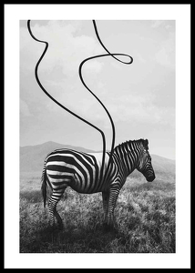 Abstract Zebra-0