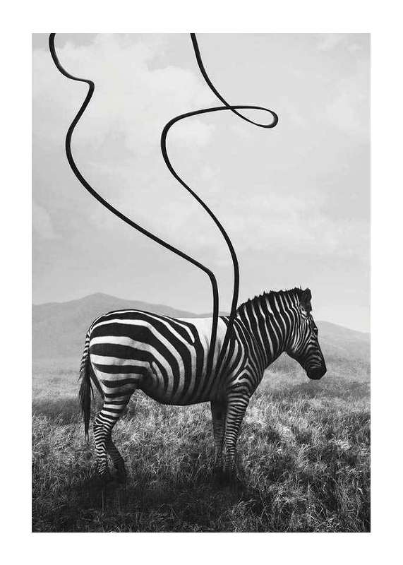 Abstract Zebra-1