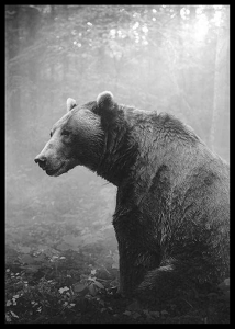 Grizzly Bear-2