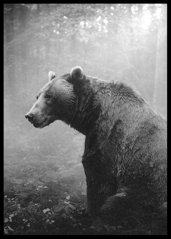 Grizzly Bear-2