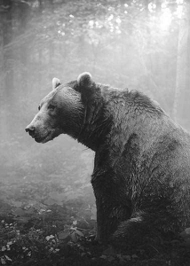 Grizzly Bear-3