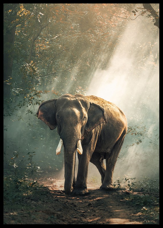 Forest Elephant-2