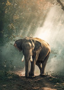 Forest Elephant-3
