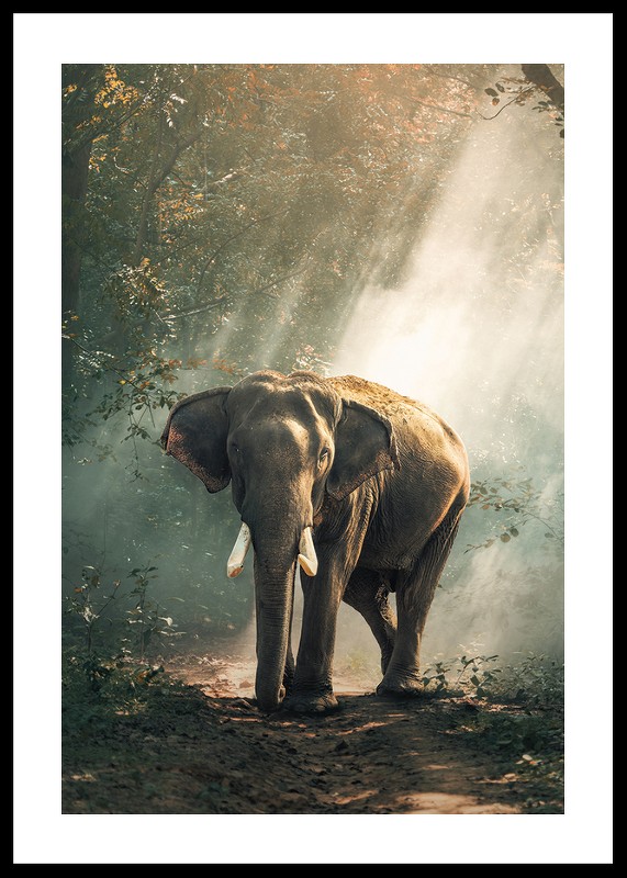 Forest Elephant-0