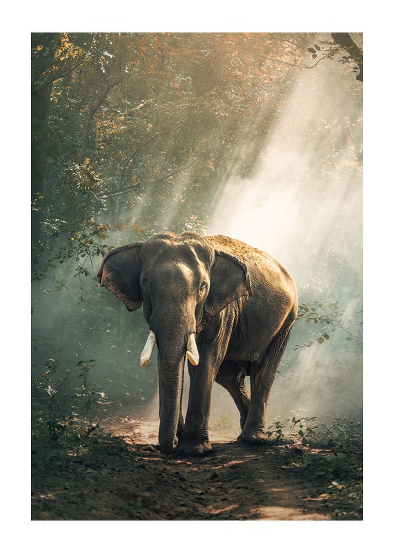 Forest Elephant-1