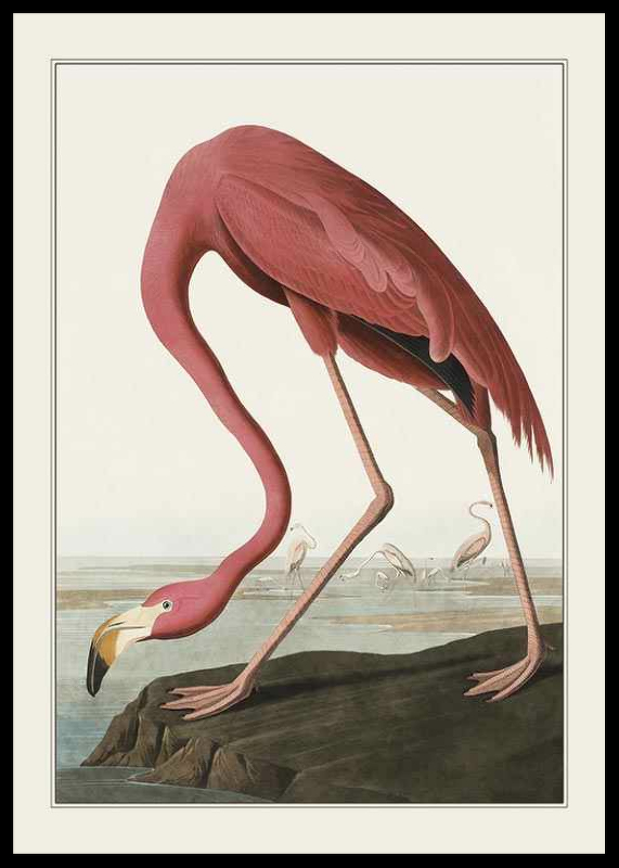 Flamingo 1827-0