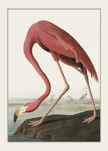 Poster Flamingo 1827