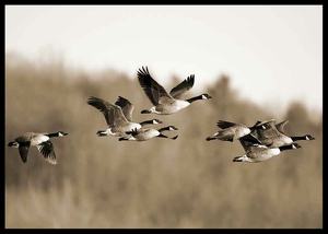 Canada Geese-2