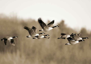 Canada Geese-3