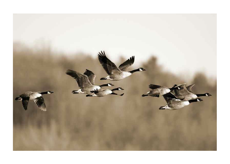 Canada Geese-1