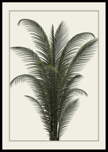 Palm Tree-0