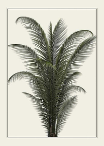 Palm Tree-1
