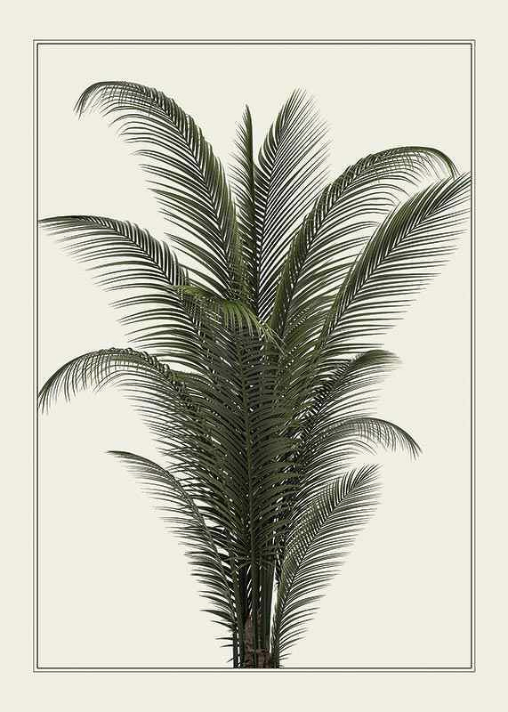 Palm Tree-1