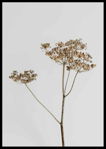 Single Dried Flower-2