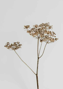 Single Dried Flower-3
