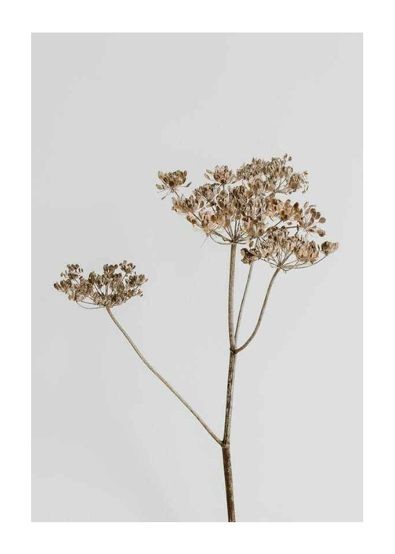Single Dried Flower-1