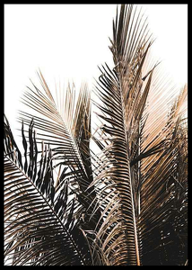 Palm Leaves-2