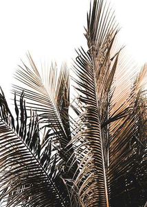 Palm Leaves-3