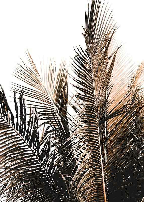 Palm Leaves-3