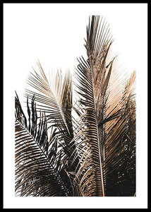 Palm Leaves-0