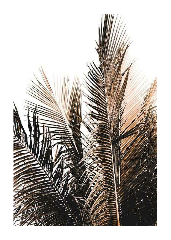 Palm Leaves-1