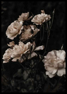 Dark White Roses-2