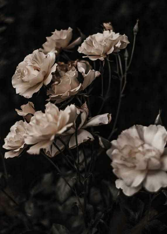 Dark White Roses-3