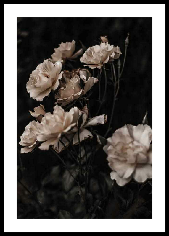 Dark White Roses-0