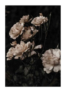 Dark White Roses-1