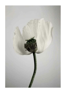 White Poppy-1