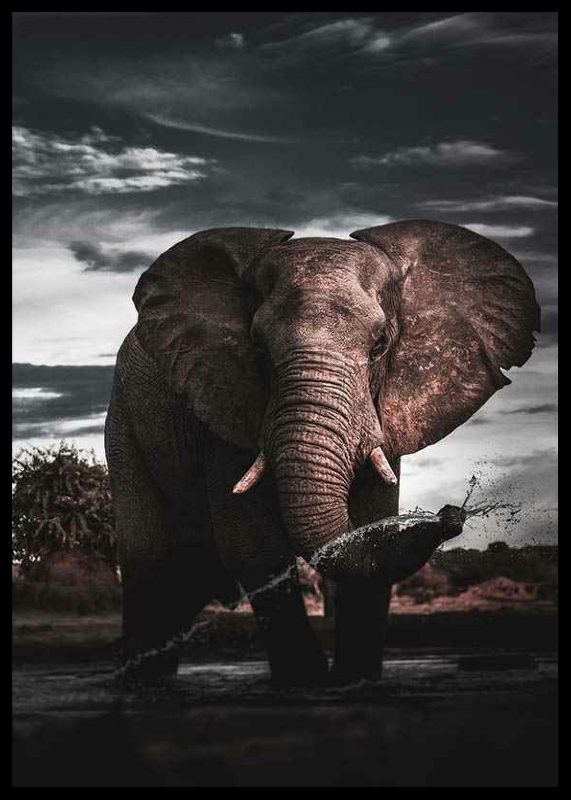 African Elephant-2