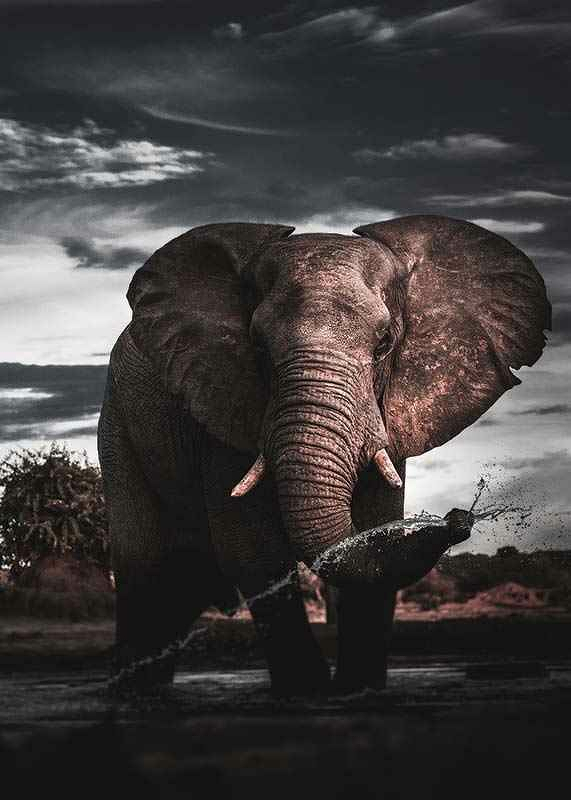 African Elephant-3